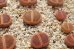 画像1:  subsp. euniceae var. fluminalis 'Mado-Chieruby【25-9】 (1)