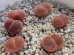 画像3:  subsp. euniceae var. fluminalis 'Mado-Chieruby【25-9】 (3)