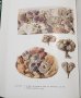 画像3: Lithops~GC NEL〜書籍