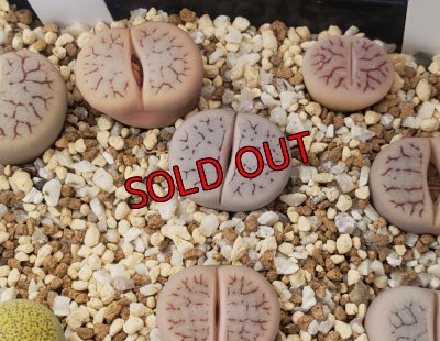 R7 12/30 写真差し替えてます