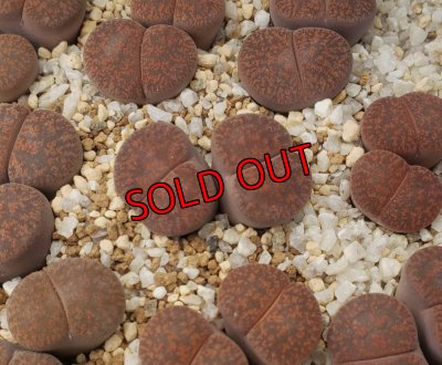 画像1: C204 rubrobrunnea 紫褐紫勲 【26-1】