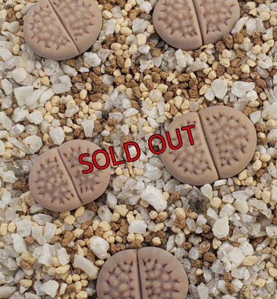 画像1: C45 halliii 【26-1】