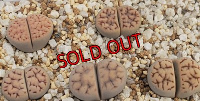 画像1: C147 karasmontana ssp. eberlanzii 【26-1】