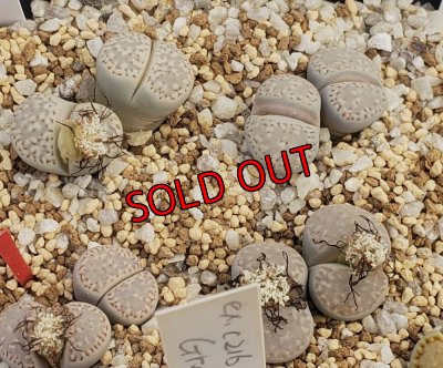 画像1:  C410 amicorum/2H【26-1】