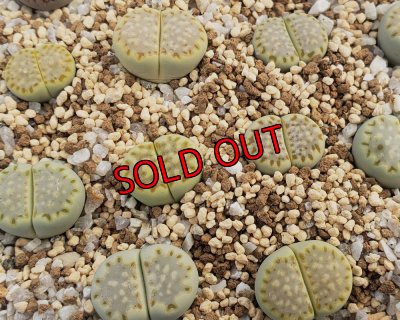 画像1: SH Fullergreen【26-1】