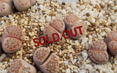 R7 12/30 写真差し替えてます