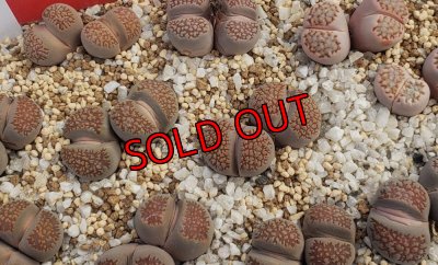 R7 12/30 写真差し替えてます