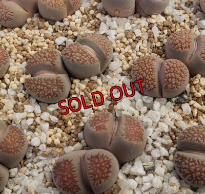 R7 12/30 写真差し替えてます