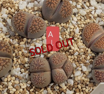 画像2: C231 ssp deboeri/2H　【26-1】