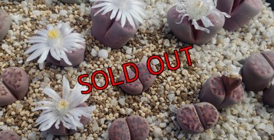 画像1:  Purper` ex. C369A【26-1】