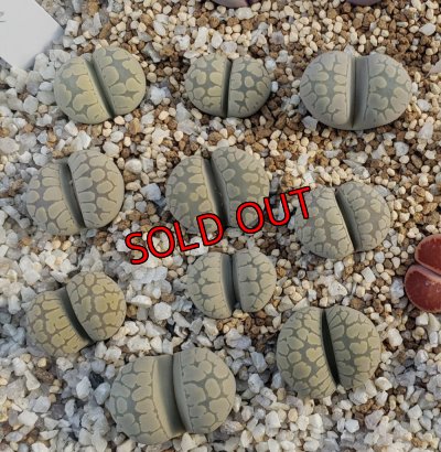 次の写真に番号振ってます