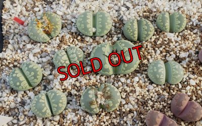 次の写真に番号ふってます