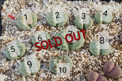 画像2:  Midori-Otsue　ex. C350【26-1】