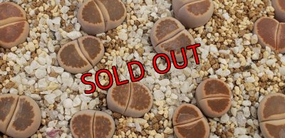 画像1: 窓朱弦玉/2H【26-1】