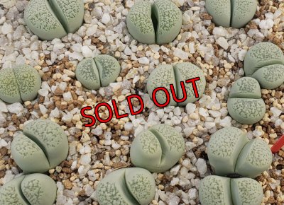 画像1: herri Splendido【26-1】