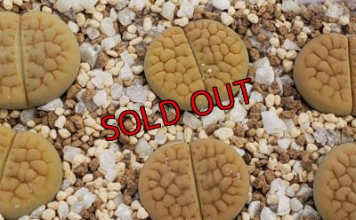 画像1: C38A v.lutea Aubarede,  【26-1】