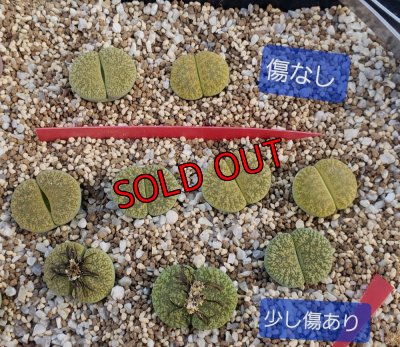 画像1:  C1A Venter green 緑弁天玉【26-1】