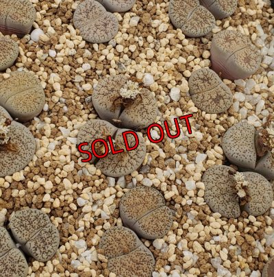 画像1: Shiro Bentengyoku/白弁天玉/2H【26-1】