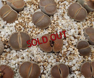 画像1: C153　Maraisii'　窓マライシー【26-1】