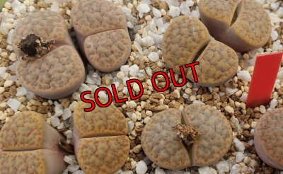 画像1: C221 fulviceps v. fulviceps 【26-1】