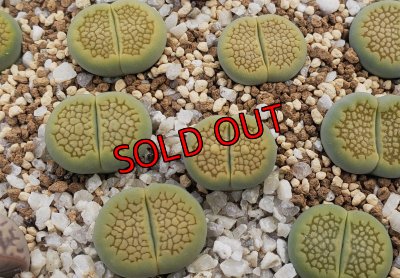 画像1: Sakkies Green`ss  【26-1】