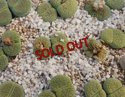 画像1: Annarosa アンナローサ/2H【26-1】