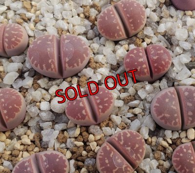 画像1:  Red olive/紅オリーブ玉【26-1】