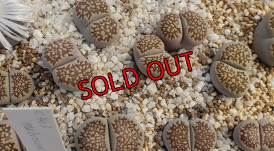 画像1:  hallii Black spiderweb 【26-1】