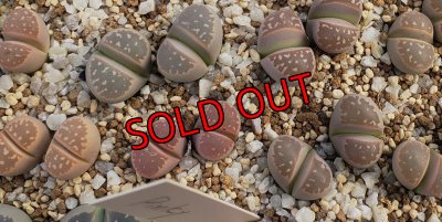 画像1: C403 v.nebrownii /2H【26-1】