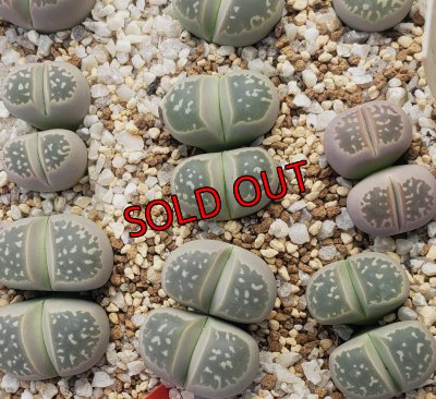 画像1: C109 v.olivacea【26-1】