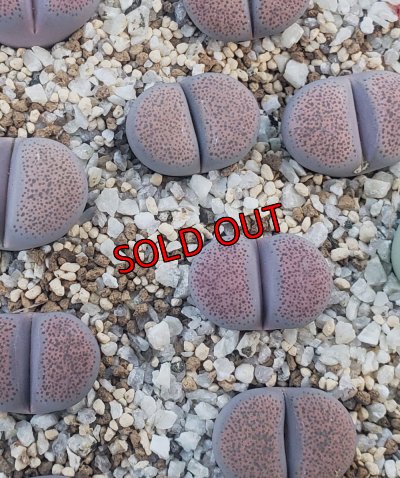 画像1: Pinky` ex. B.S. 【26-1】