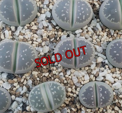 画像1: C55 v.olivacea【26-1】