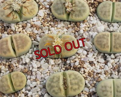 画像1: Dintergreen' C206A【26-1】