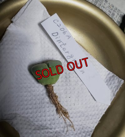 傷有り/-100引き