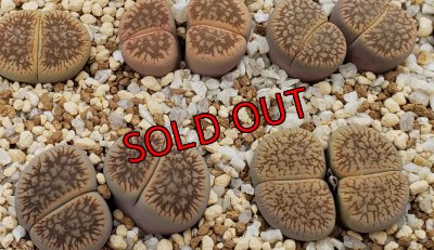 画像1:  C54 v. fluminalis  【26-1】