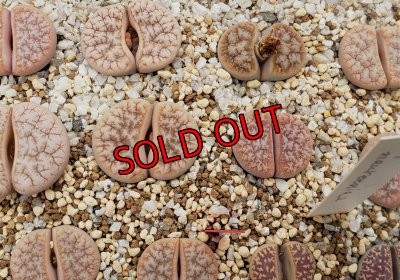 画像1: C309A　Café Au Lait【26-1】