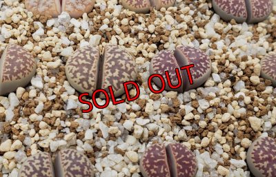 画像1: C304 L.naureeniae【26-1】