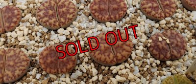 画像1: white Nymph 【26-1】