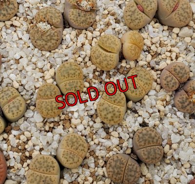 画像1: C412 v. laevigata/2H【26-1】