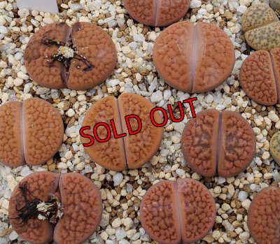 画像1: C142B v. hookeri 【26-1】