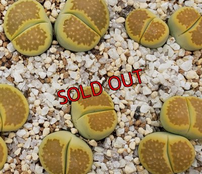 画像1: C111A Green,soapstone/2H【26-1】