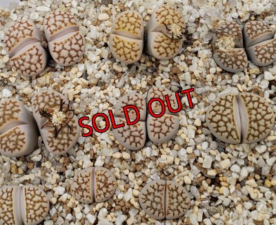 画像1:  Reticulate formC64【26-1】