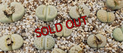 画像1: Peppermint Creme C297A【26-1】