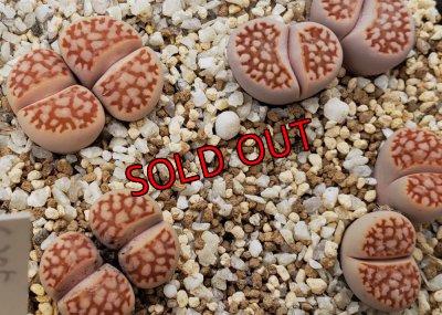 画像1: Red julii EEF 109 /Red Reticulata/2H　【26-1】