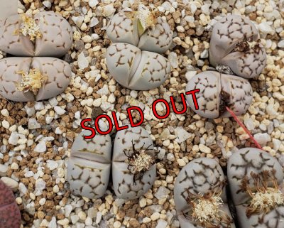 画像1:  C205 Chrysocephala大理石/2H　【26-1】