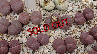 画像1:  C393Rubroroseus /2H　【26-1】