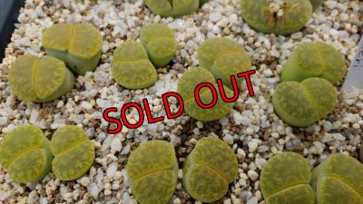 画像1: Inca gold VJF1/2H　【26-1】