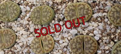 画像1:  v.mennellii shinano Gold Moon【26-1】