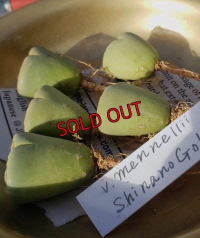 傷がある固体があります/値引きあり