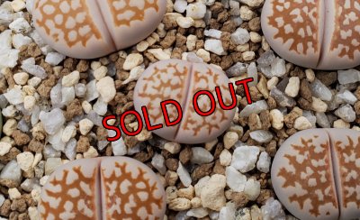 画像1: C63 Fuscous form【26-1】